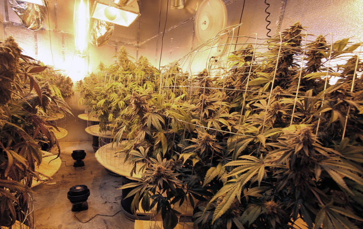 Cannabis Boom - Protecting Against the Risks of Fire