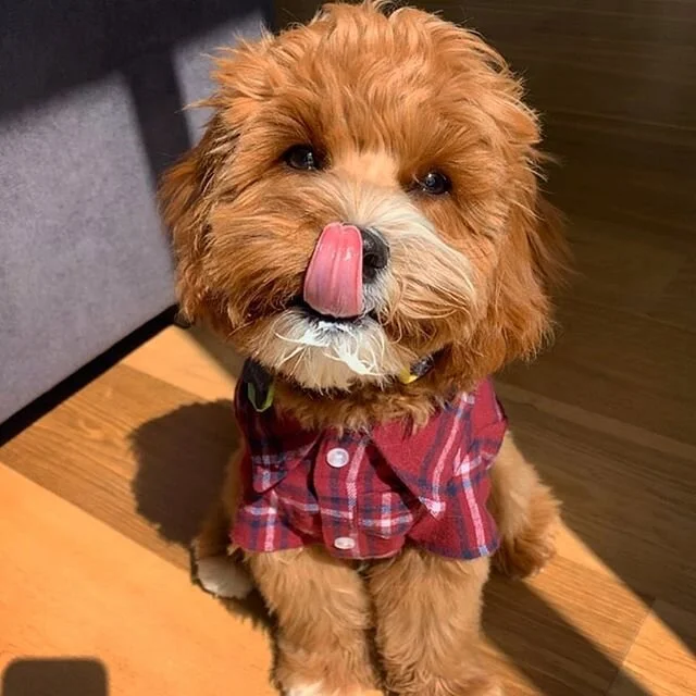 When @chobaniau is life ๐๐ถโจ @richard.toycavoodle you’re such a cutie! #puppyspam #cavoodlesofinstagram #cavapoo #cavoodle #toypoodle #cavalier #kingcharles #melbournebreeders #cutedogs #puppylove #instacute #teddybear #doglife #chobaniyogurt