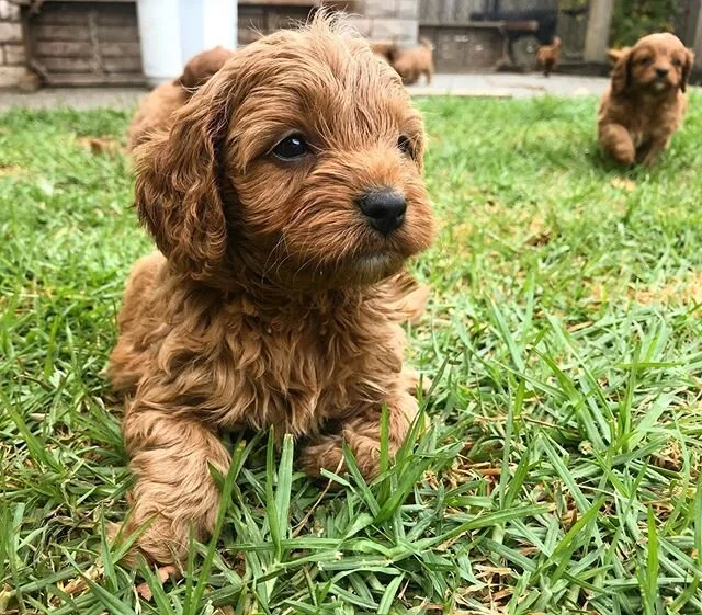 Playtime ๐๐ถ #cavoodlegram #cavapoosofinstagram #cavoodlesofmelbourne #oodlesofdoodles #dogsaustralia #melbournebreeder #cutepuppies #oodles #cavapooworld #toypoodle #happiness #melbournefamilies