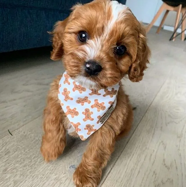 That little face ๐ #cavoodlesofinstagram #cavapooworld #puppylove #toycavoodle #oodlesofdoodles #oodleworld #fluffypup #charmingcavoodles #cavalierkingcharles #babygirl #family #cutedogsofinstagram