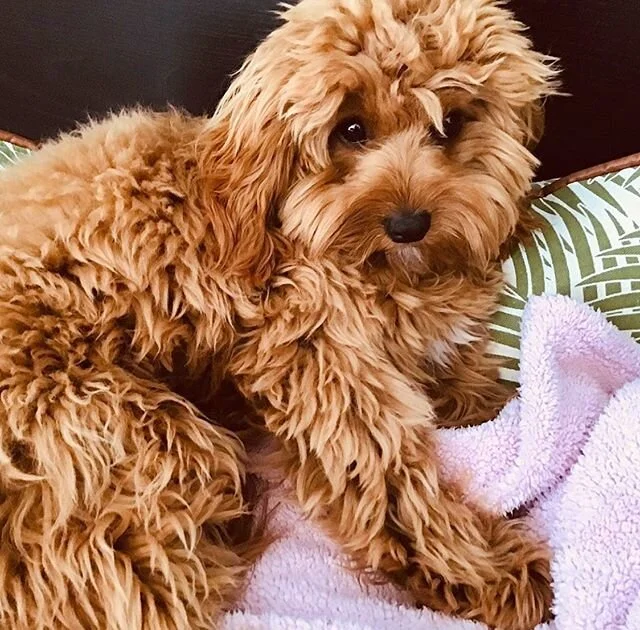 Such a big girl now ๐ Meet Coco ๐ถโจโค๏ธ #charmingcavoodles  #oodles #cavoodle #puppyspam #foreverfriend #cavaliersofinstagram #toypoodle #cavapooworld #melbournecavoodles #cavapoosofinstagram #curlydogs #teddybeardog #babygirl