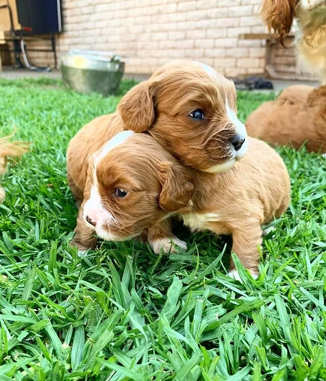 We LOVE cuddles ๐ฅฐ๐ถโจ#siblinglove #cutepuppies #charmingcavoodles #babies #puppycentral #cuddles #melbournepuppies #cavoodles #cavapoo #melbournecavoodles #poodles #toypoodle #oodles #oodlesofmelbourne #puppylove #babybear #stayhome