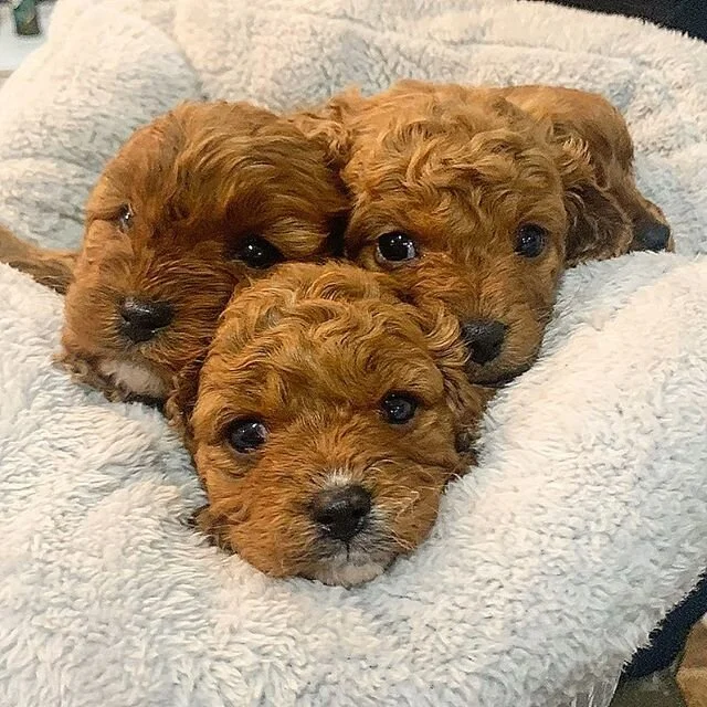 Little Angels ๐ถ๐ฅฐโจ #charmingcavoodles #puppylove #cavoodlesofinstagram #melbournecavoodles #oodles #oodlesofdoodles #onestopoodle #poodle #toypoodle #cutepuppies #babybear #followus #melbournebreeders #photooftheday #cavalierkingcharlesspaniel #cute