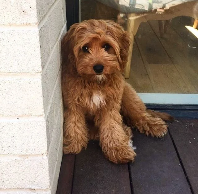 Meet @fletch.the.cavoodle ๐๐ถ We love watching our babies grow โจ #charmingcavoodles #babyboy #cavoodle #toypoodle #melbournecavoodles #followus #puppyupdates #cutedogsofinstagram #cutepuppy #cavalierkingcharlesspaniel #fluffydogs #babybear #followhi