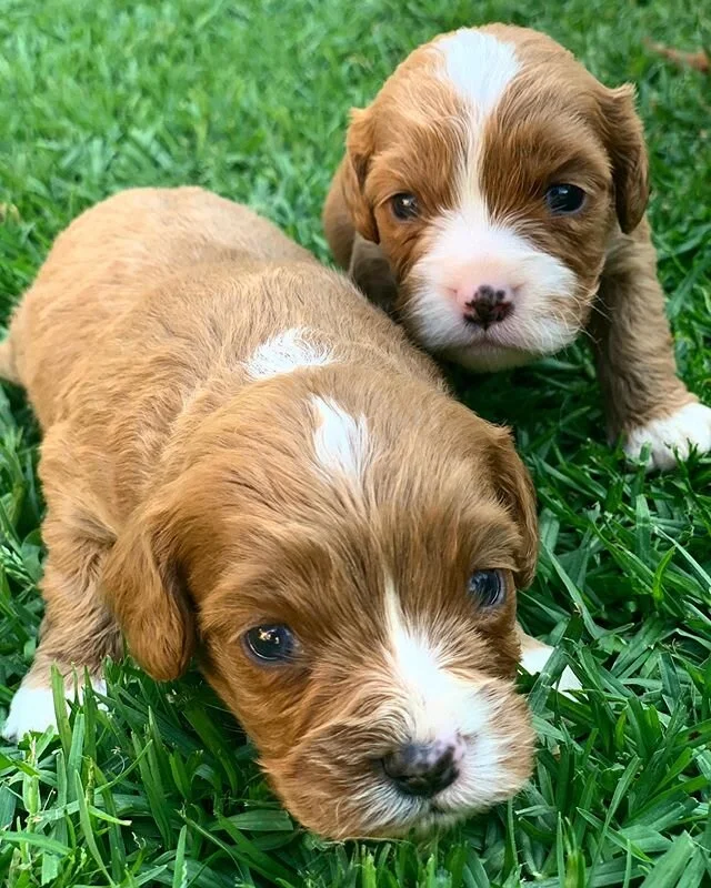 Hello World ๐๐ถโค๏ธ #charmingcavoodles #puppylove #foreverhomes #cavoodlesofinstagram #cavapoo #doggydaycare #doggylove #puppygram #love #followus #cavalierkingcharlesspaniel #toypoodle #poodlecross #cavaliersofinstagram #oodlesofdoodles #oodle #onest