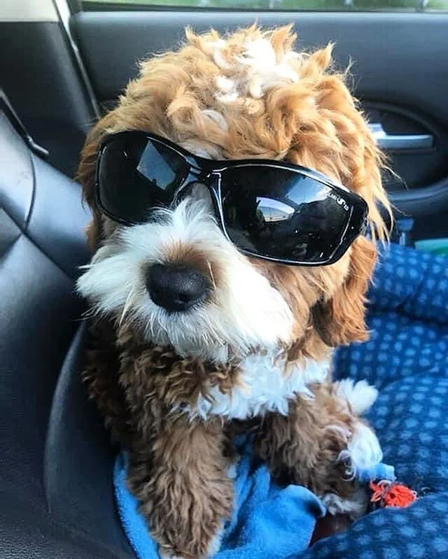 Cheeky Charlie ๐๐ถ๐ #charmingcavoodles #cavoodles #followus #puppylove #puppygram #cutedogs #cavapoo #toypoodle #oodles #oodlesofdoodles #doodle #poodlecross #teddybear #cutepuppies #petsofinstagram #doginstagramer #superstar #cooldog #onestopoodle