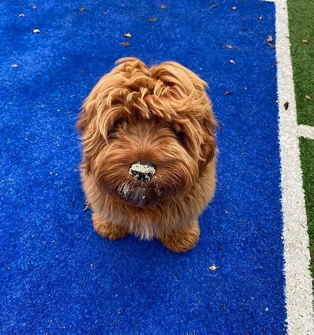Looks like Walter has had lots of fun playing in the sandpit ๐๐ถ๐โจ #charmingcavoodles #puppyupdates #oodles #cavoodlesmelbourne #melbournebreeder #cutestpuppies #dogstagram #followus #pictureoftheday #woofwoof #oodlesofmelbourne #onestopoodle