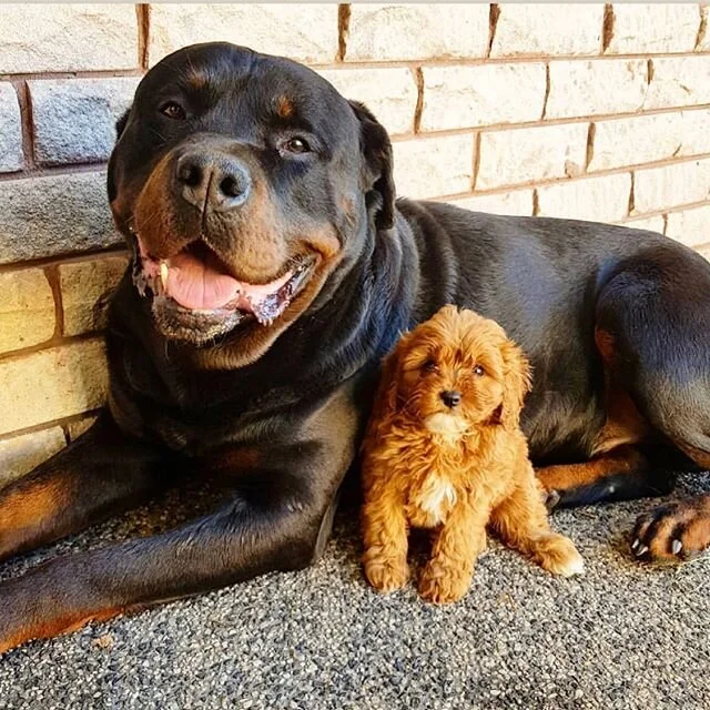 Big Roger always looking out for the little ones, they just LOVE him ๐ #rottweilersofinstagram #charmingcavoodles #cavapoo #instacute #dogsofinstagram #cavoodles #toypoodle #oodlesaustralia #oodles #melbournecavoodles #melbournebreeders #ruby #puppi