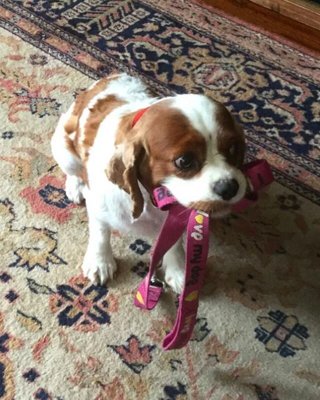 I think she is ready for her walk โบ๏ธ๐ถโค๏ธโจ#cavalier #cavalierkingcharlesspaniel #charmingcavoodles #melbournecavoodles #mumsdayout #dogsofฤฑnstagram #likeforlikes #cutedogs