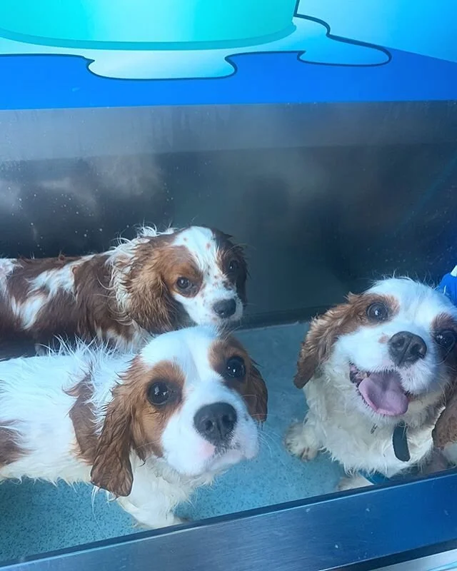 Saturday Baths and fun at the park with our beautiful girls ๐ถโจโค๏ธ #cavalier #kingcharles #charmingcavoodles #dogsofinstagram #saturdayvibes #happygirls #girlsdayout