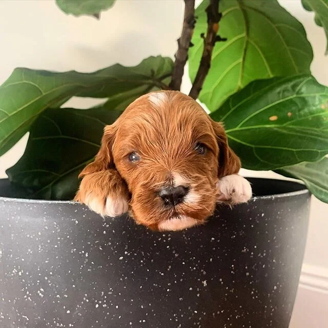 Happy Monday from one of our newest Charming Cavoodle โจ๐ถ Our new babies are all growing soo quickly and cant wait to meet there new forever families in just a few weeks โค๏ธ (*Our wait list is currently full for 2020*) #charmingcavoodle #cutepuppy #ca