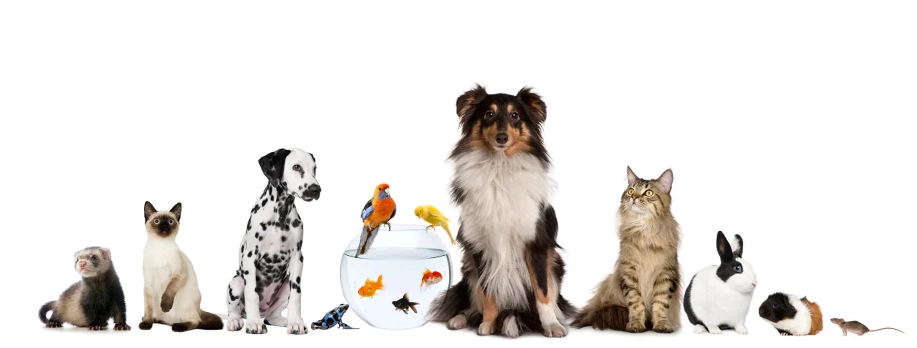 pets.jpg