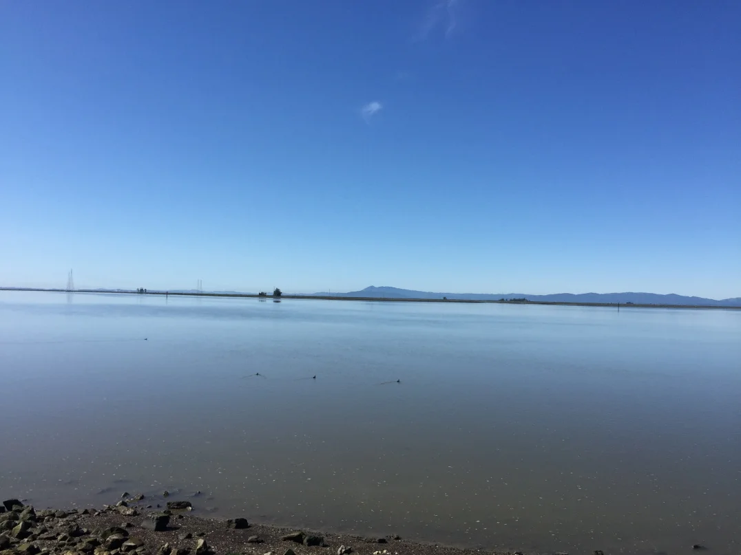 The River is quite wide in American Canyon. Great bird watching along Wetlands Edge!