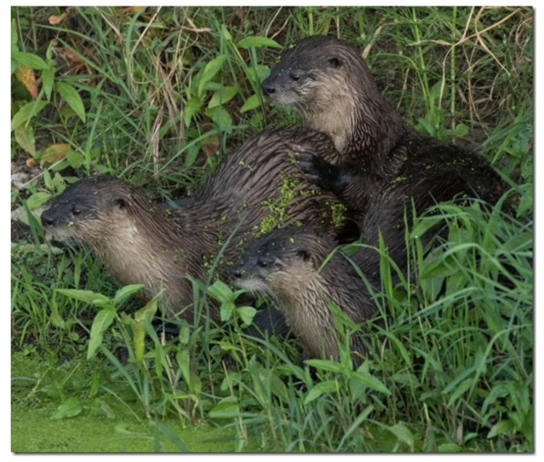 River otters in Napa River tributary. Photo by Rusty Cohn