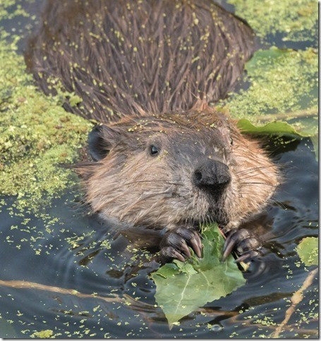 Beaver return to Napa River. Photo by Rusty Cohn