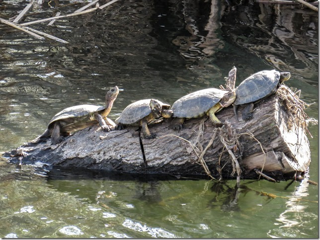 Western pond turtles in Napa River tributary. photo by Rusty Cohn