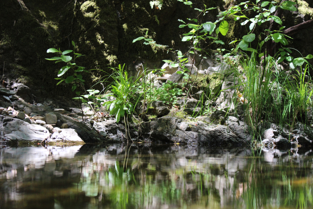 Sulphur Creek: Napa River tributary