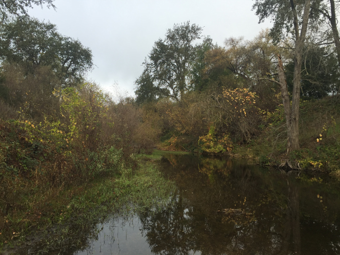 The Napa River in St. Helena, November 2016