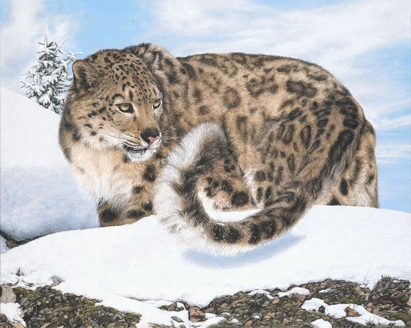 "Snow Leopard" by Holly Kavonic