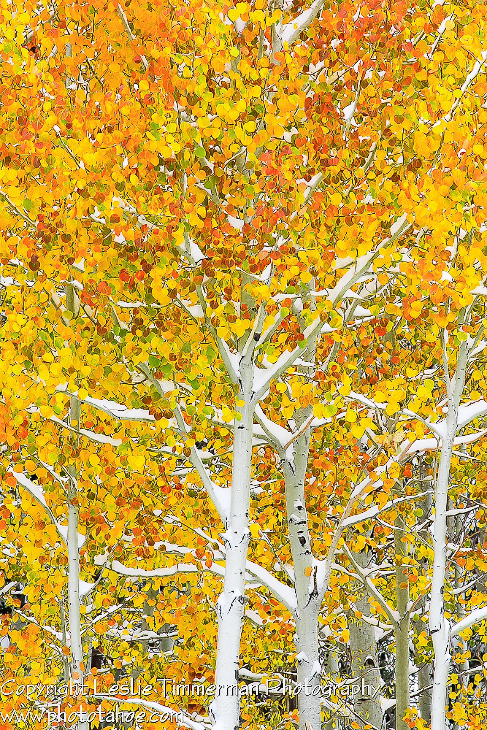 "Aspen Early Snow" by Leslie Timmerman