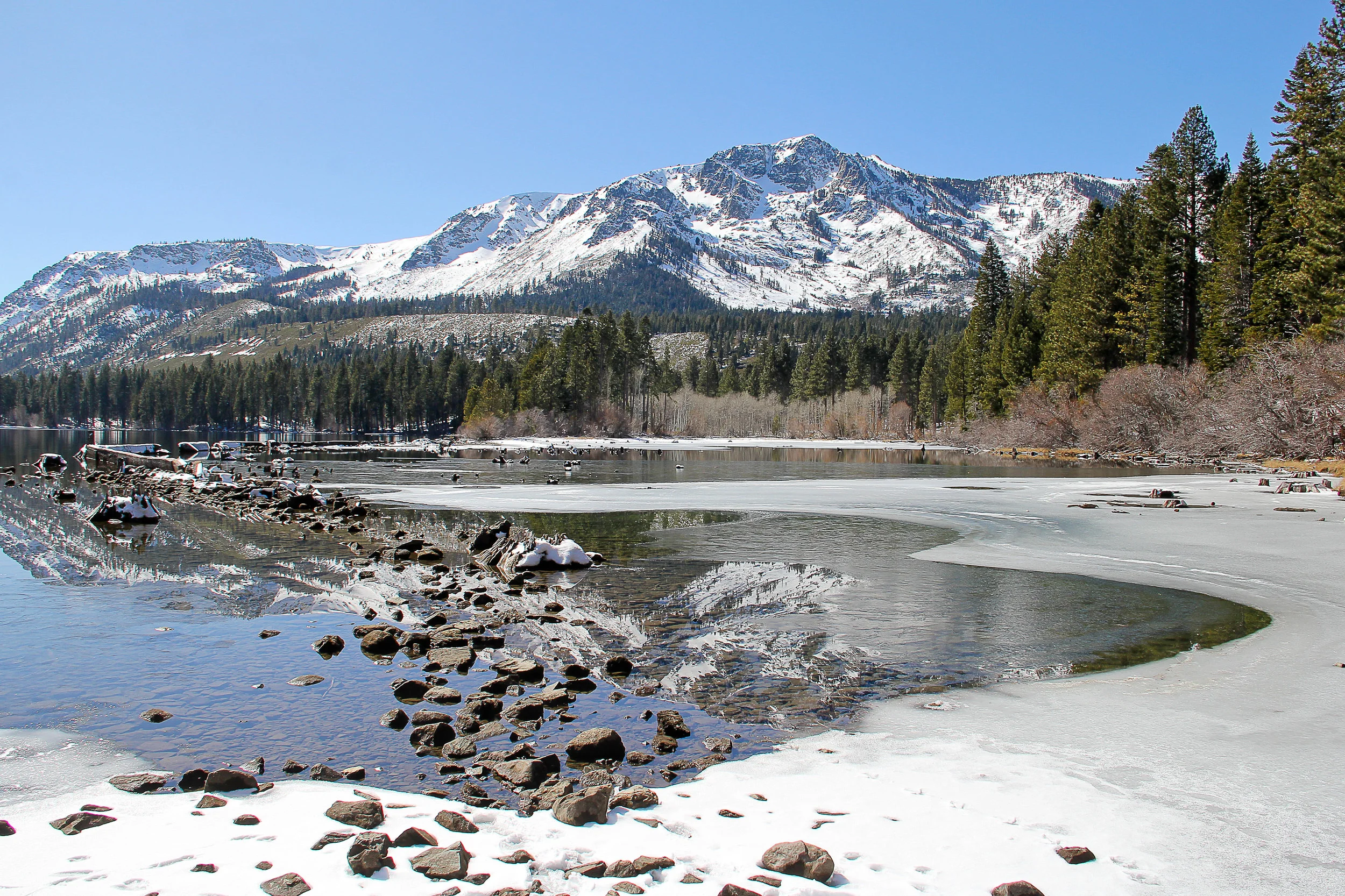 "Fallen Leaf Spring" by Leslie Timmerman