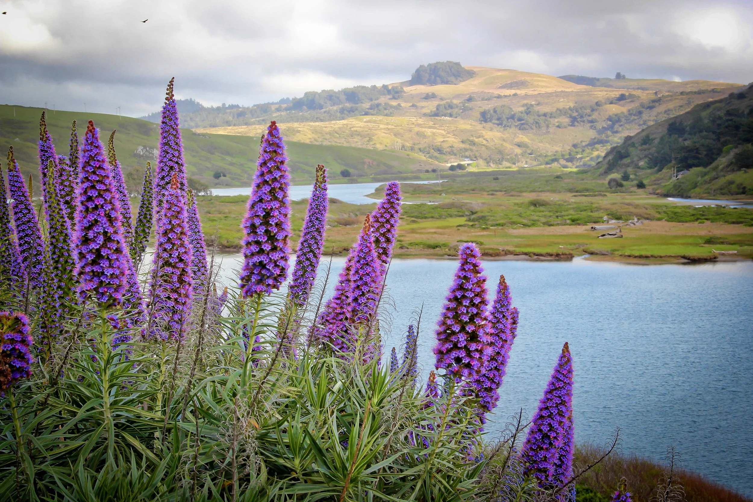 "Jenner's Purple Blooms" by Leslie Timmerman