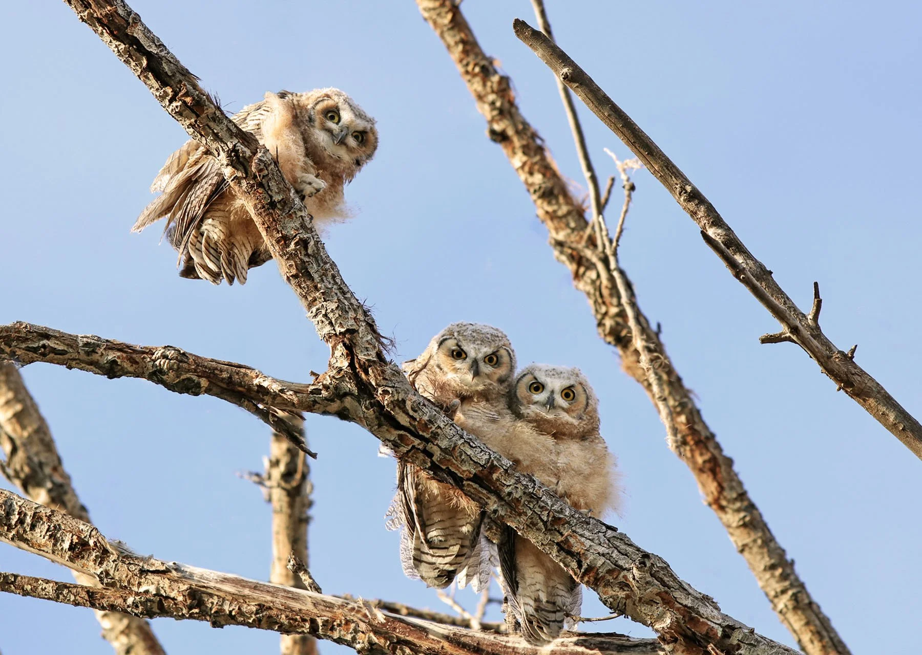 Baby Owlets