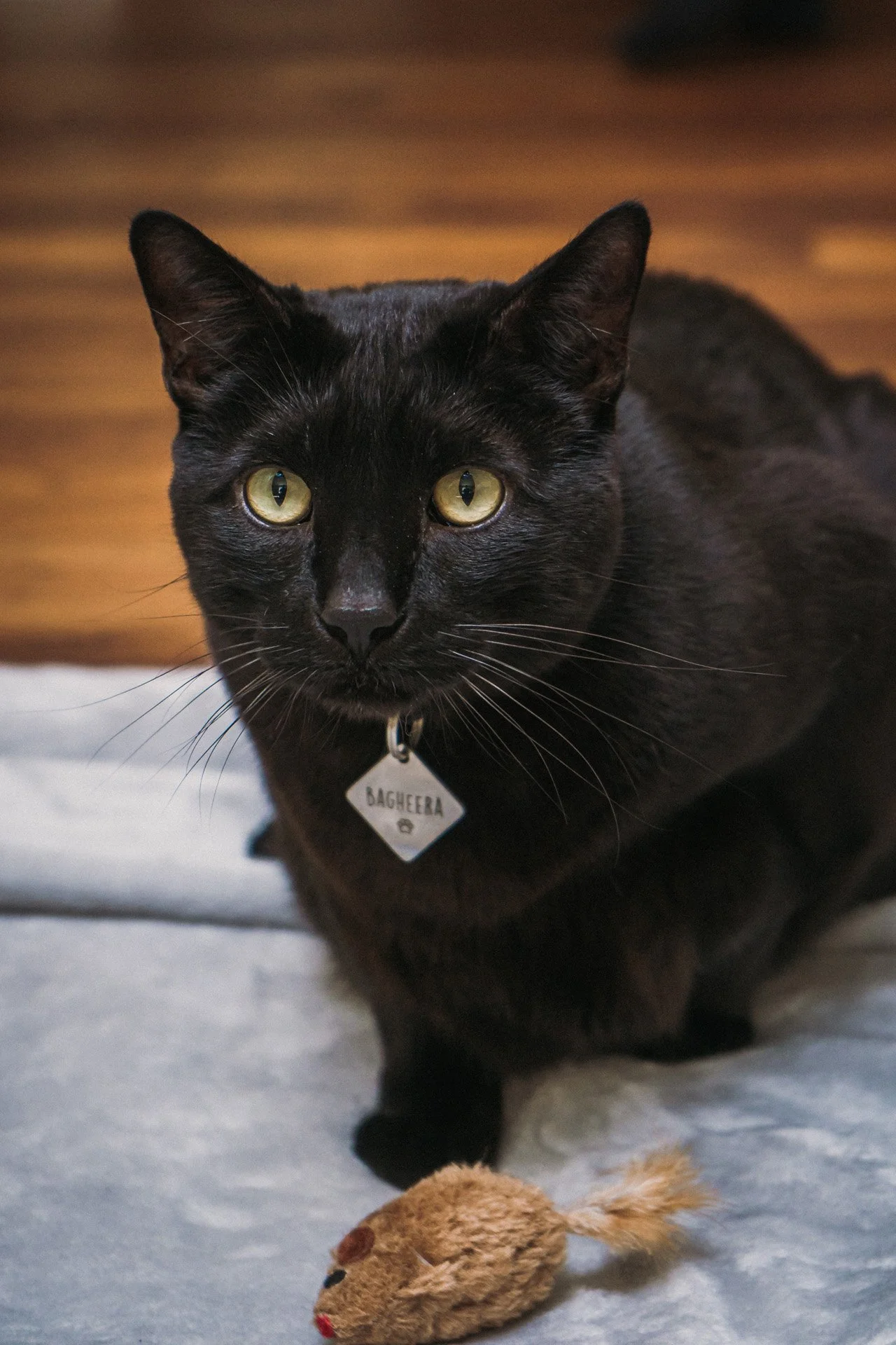 Finn and Bagheera-4.jpg