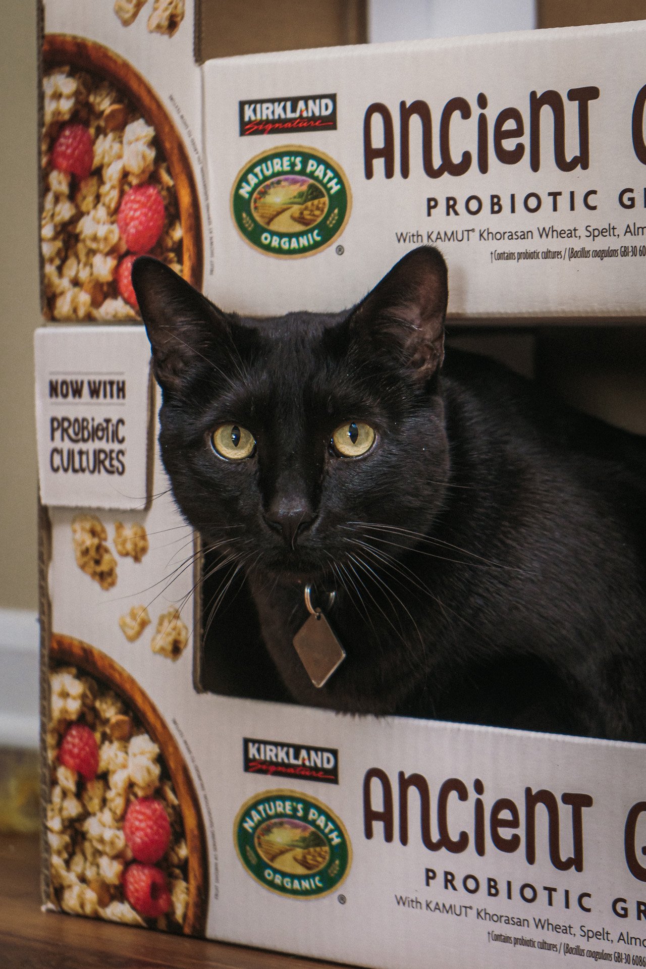 Finn and Bagheera-5.jpg