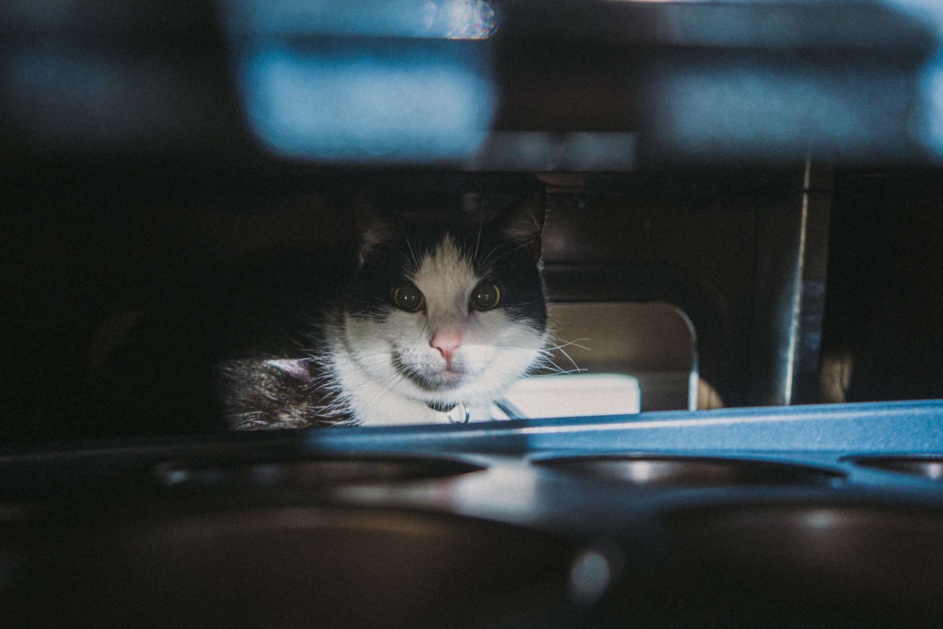 Finn and Bagheera-6.jpg