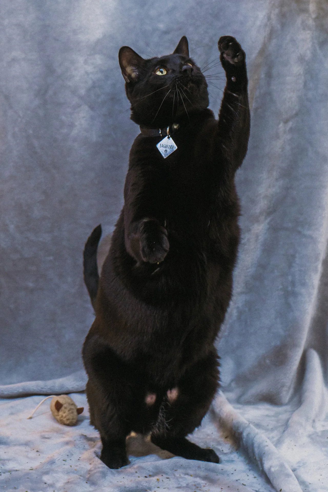 Finn and Bagheera-8.jpg