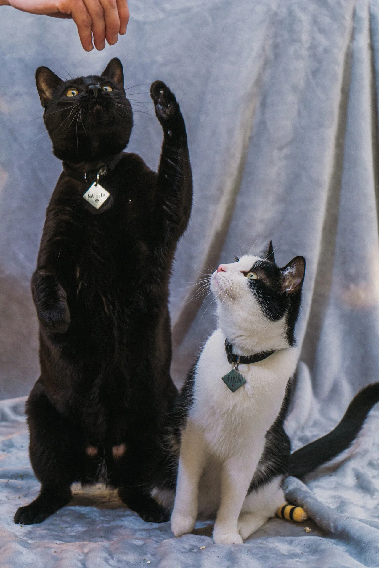 Finn and Bagheera-10.jpg