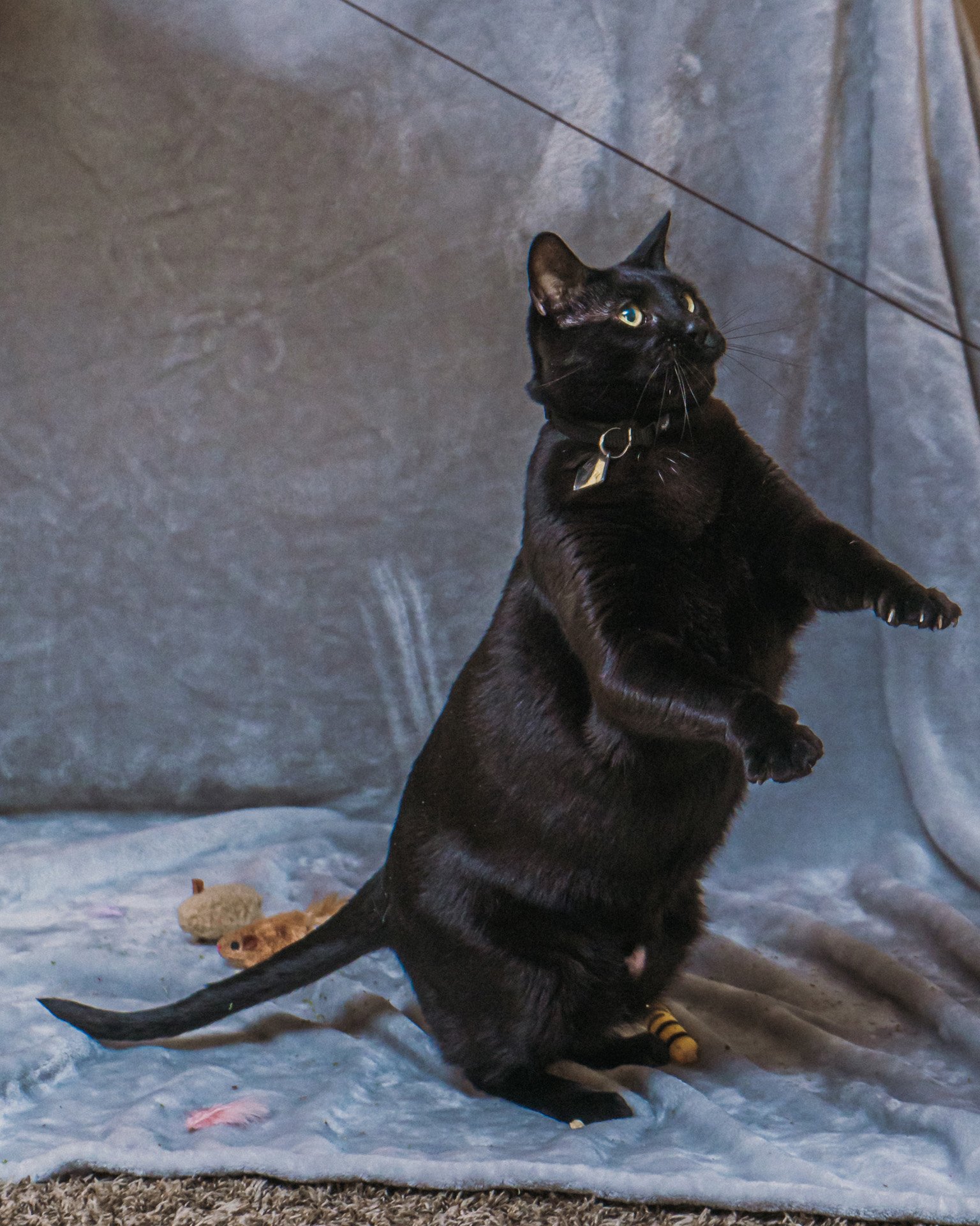 Finn and Bagheera-11.jpg