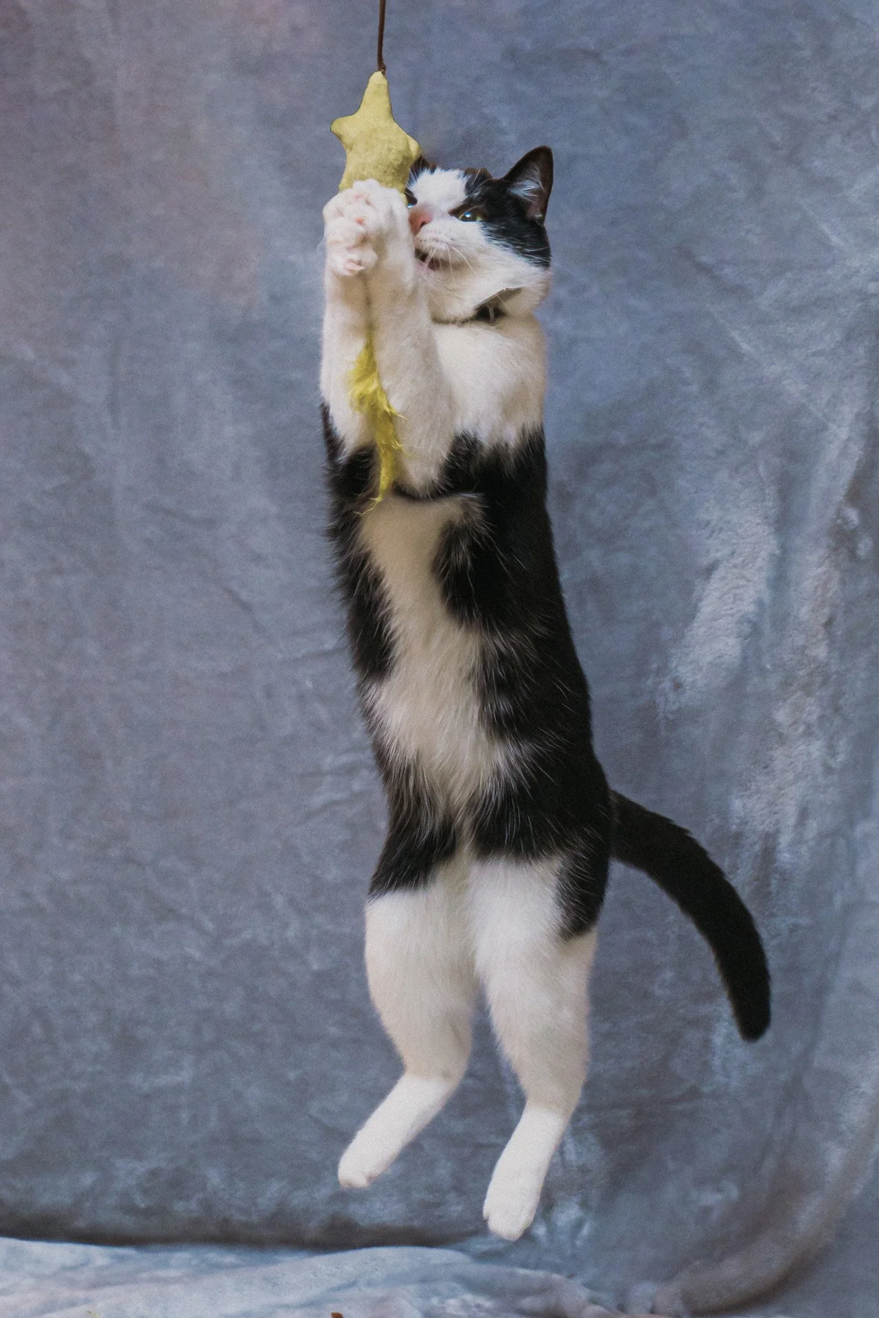 Finn and Bagheera-12.jpg