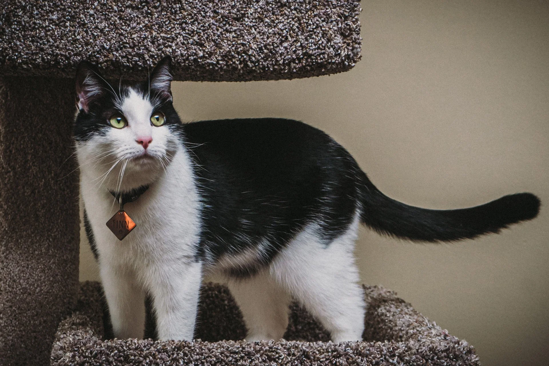 Finn and Bagheera-13.jpg