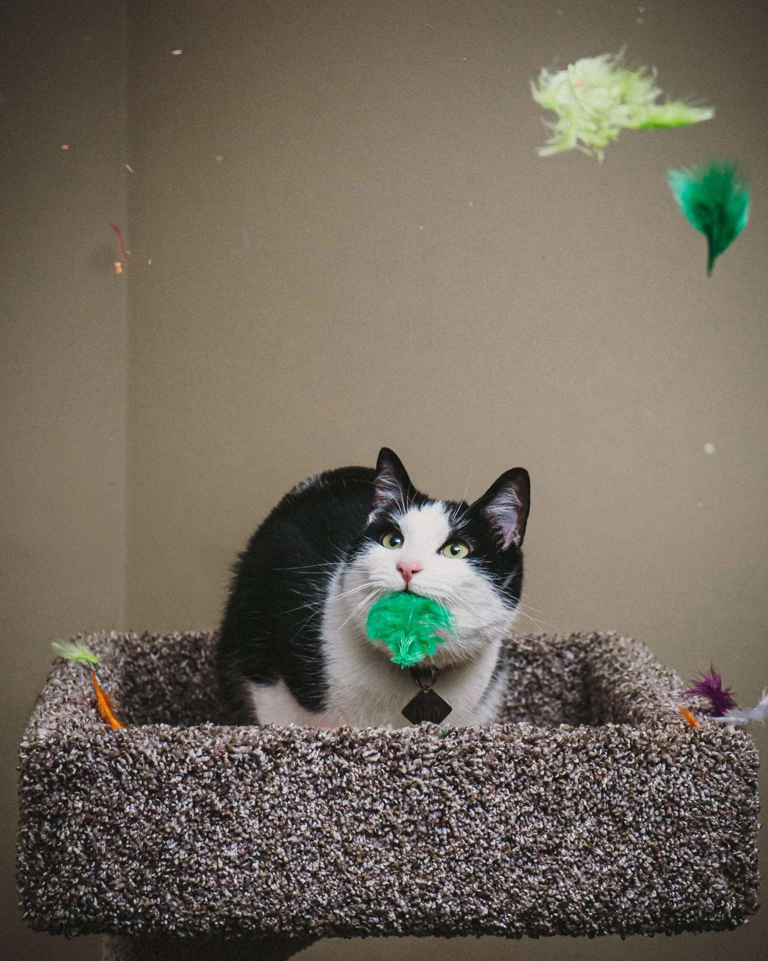 Finn and Bagheera-14.jpg