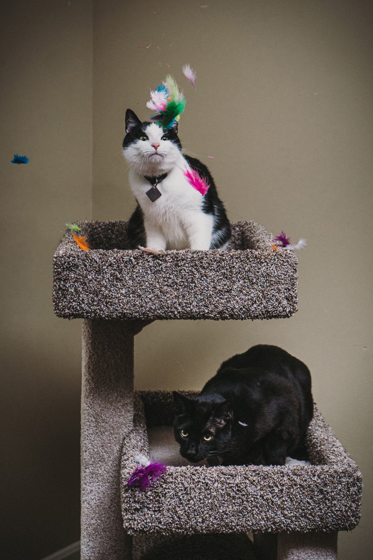 Finn and Bagheera-15.jpg