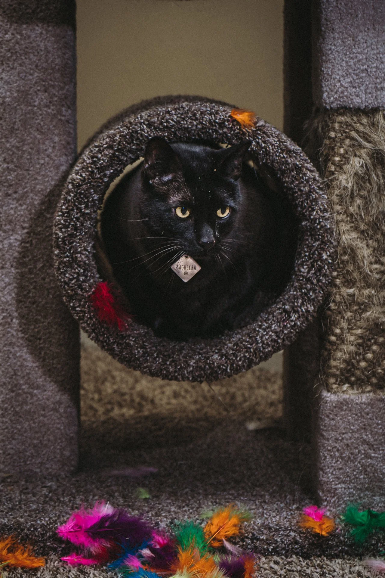 Finn and Bagheera-16.jpg