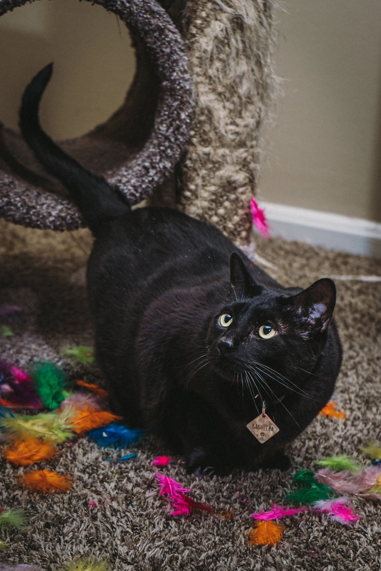 Finn and Bagheera-17.jpg