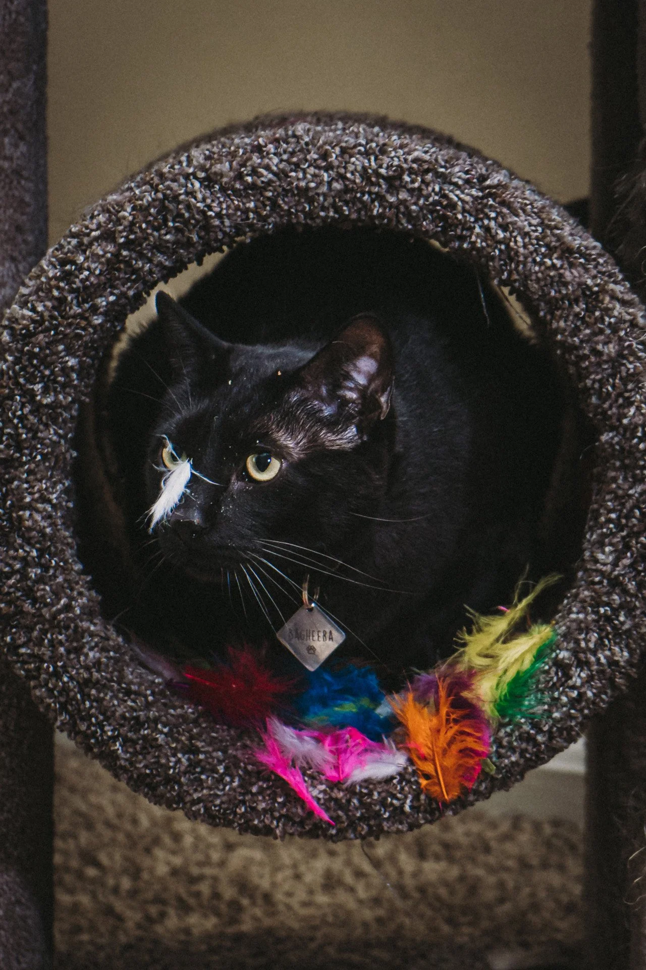 Finn and Bagheera-18.jpg