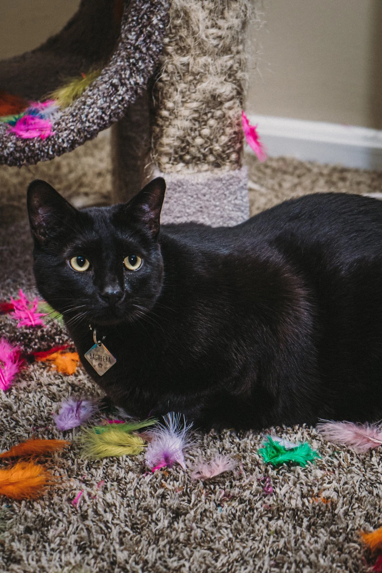 Finn and Bagheera-19.jpg