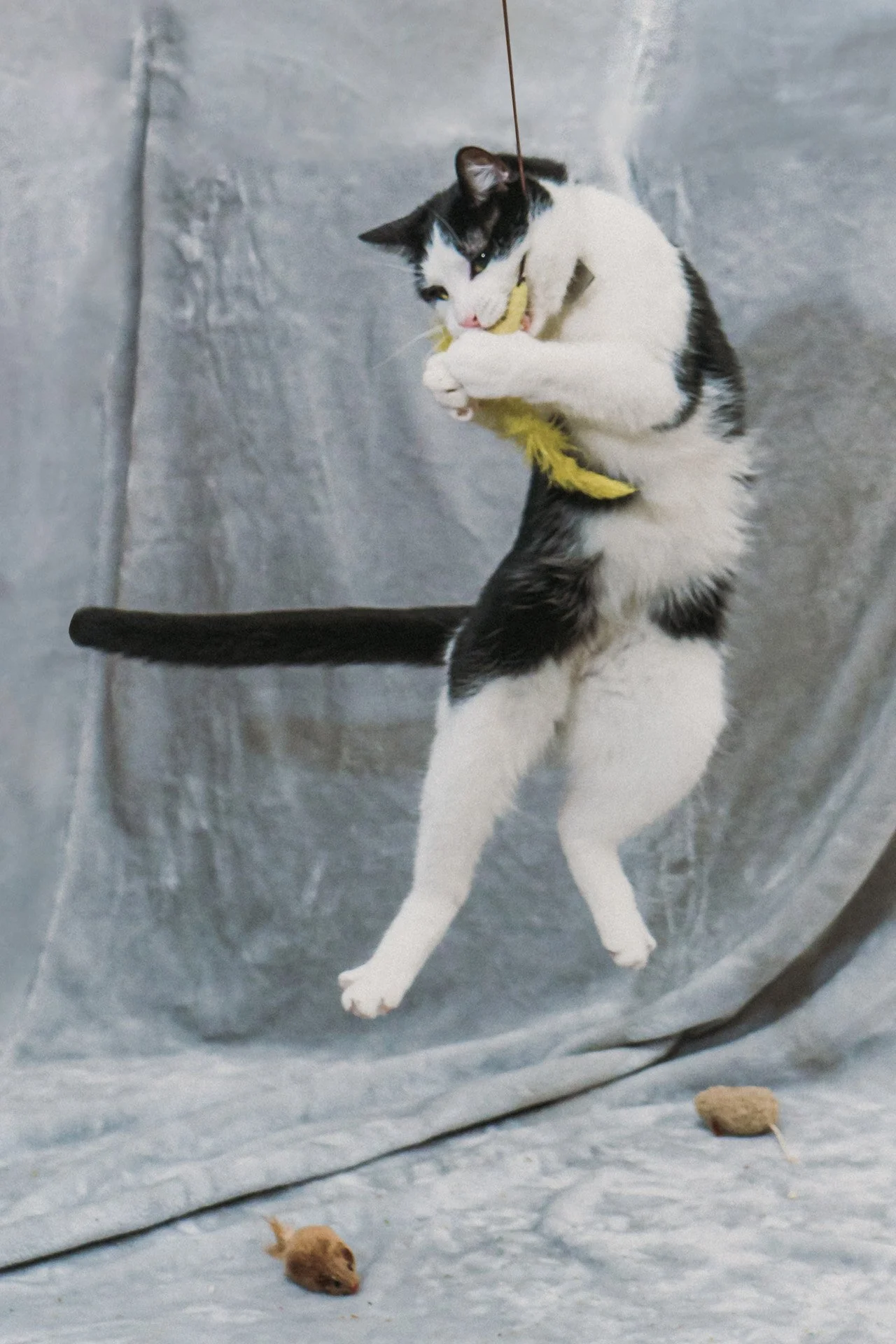 Finn and Bagheera-21.jpg