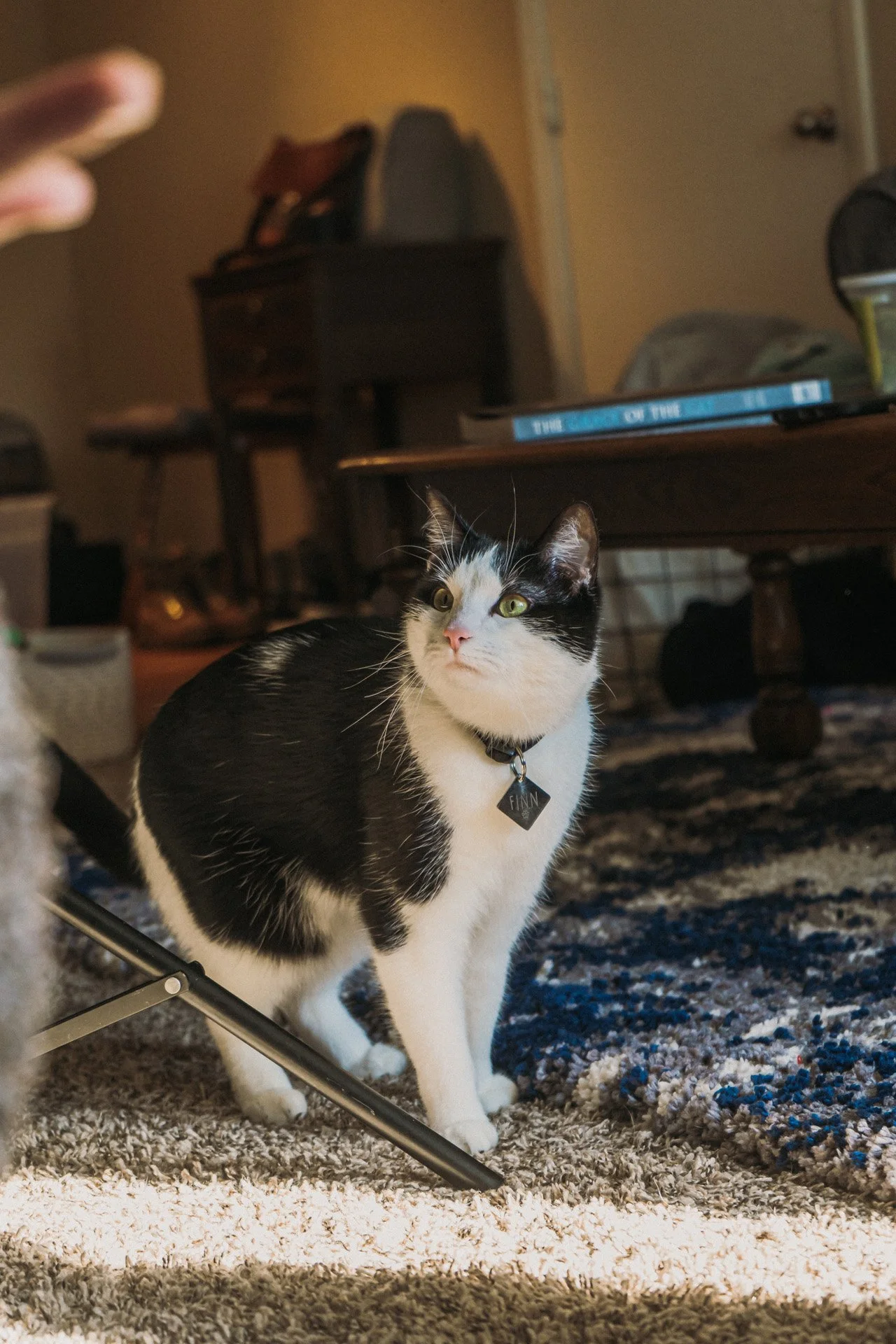 Finn and Bagheera-26.jpg