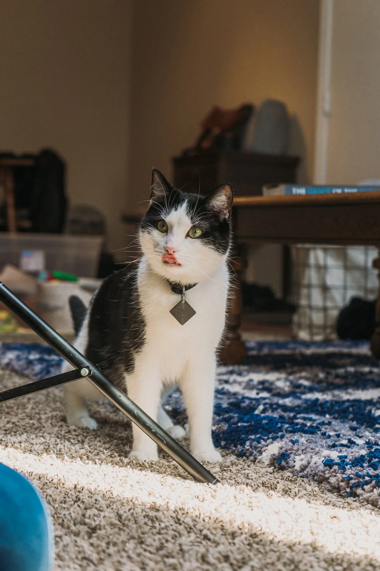 Finn and Bagheera-27.jpg