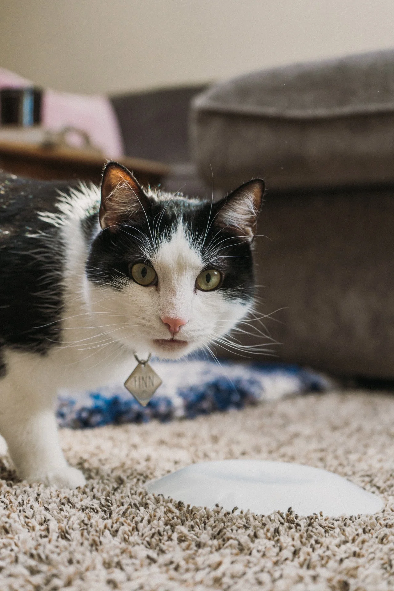 Finn and Bagheera-28.jpg