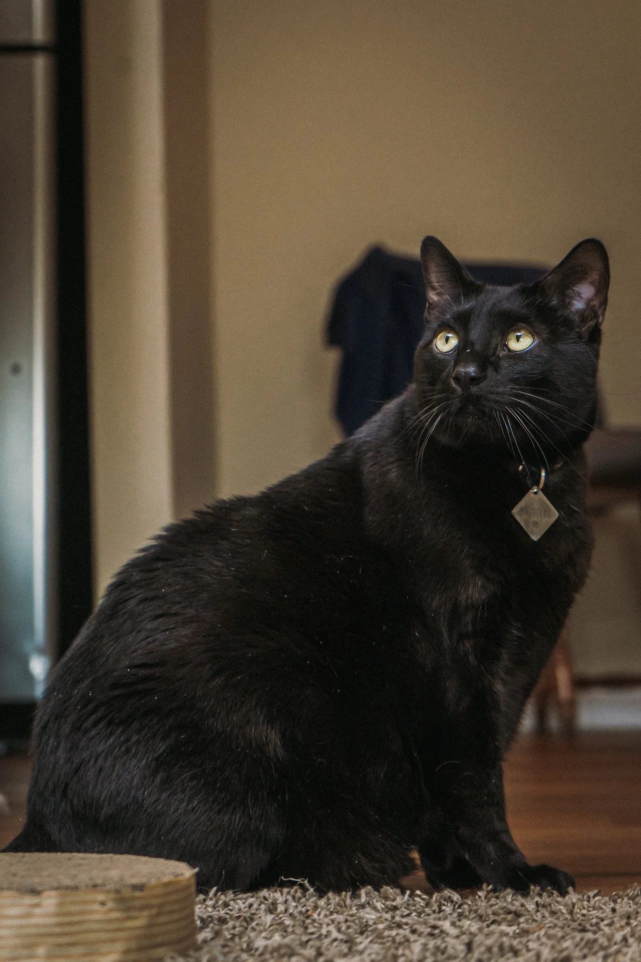 Finn and Bagheera-29.jpg