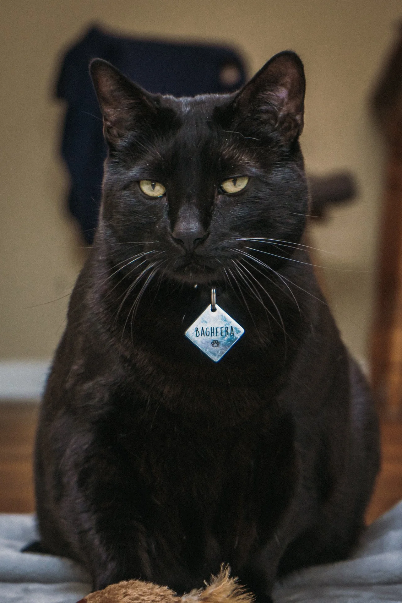 Finn and Bagheera-30.jpg