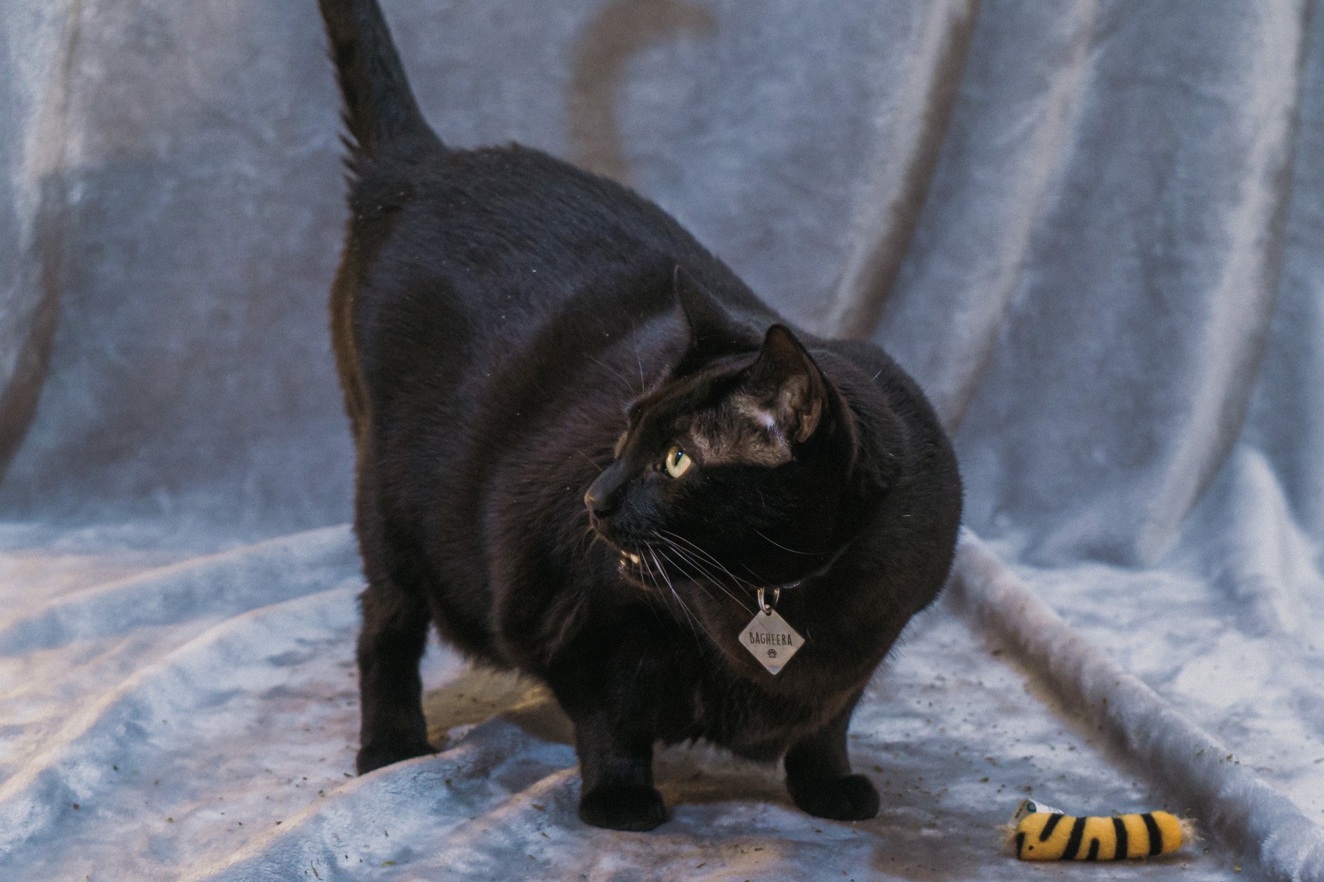 Finn and Bagheera-33.jpg