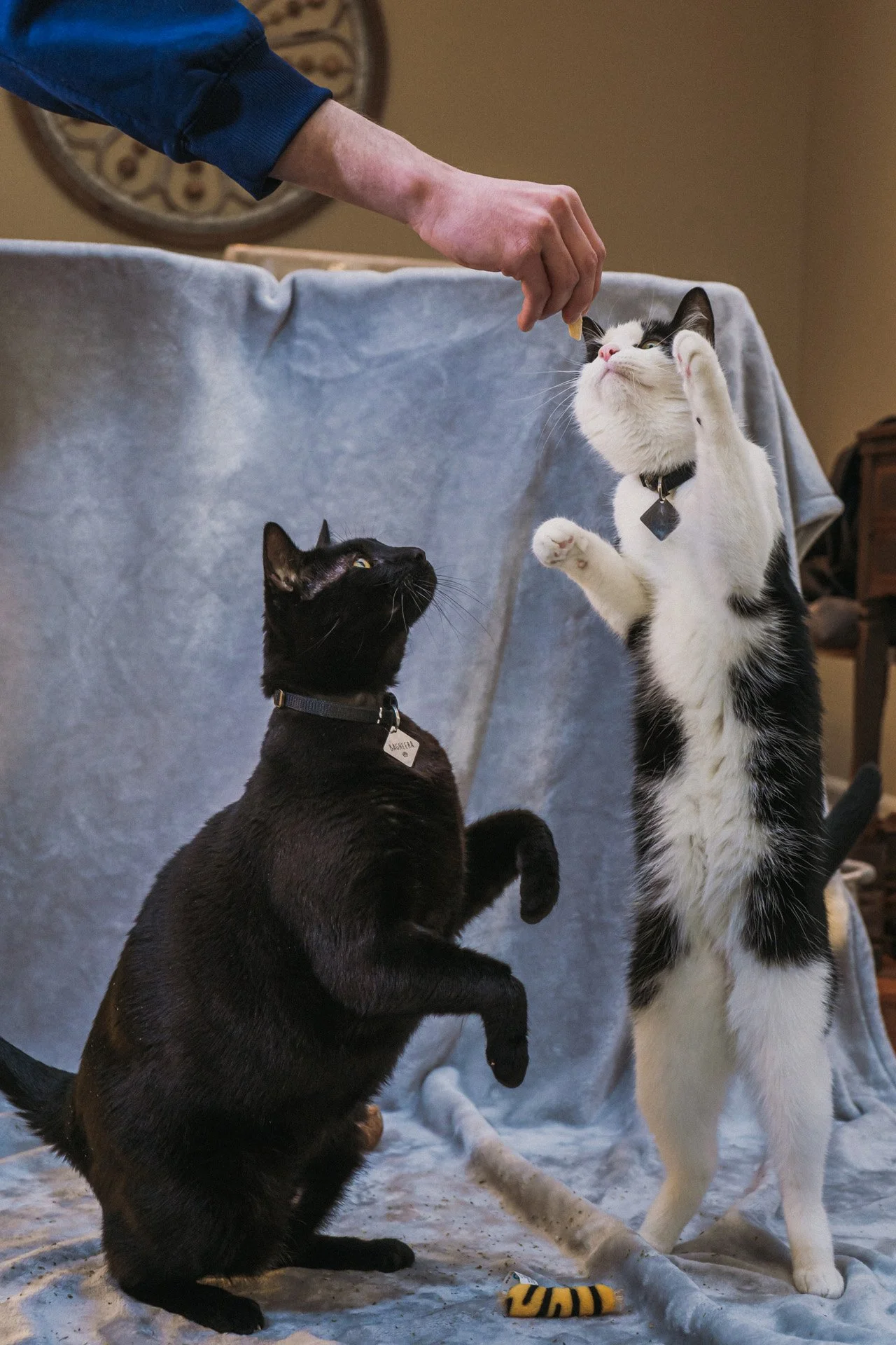 Finn and Bagheera-34.jpg