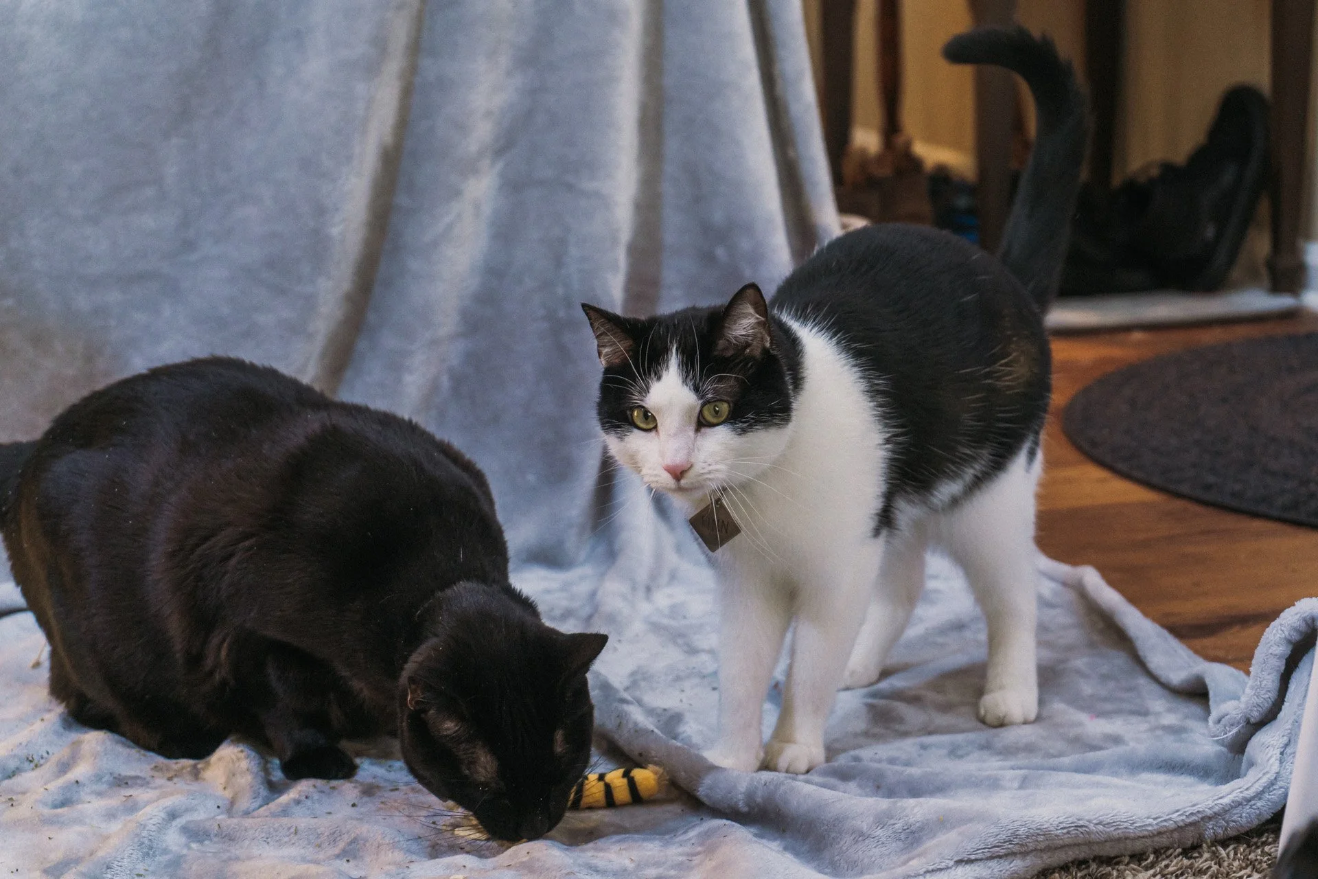 Finn and Bagheera-35.jpg